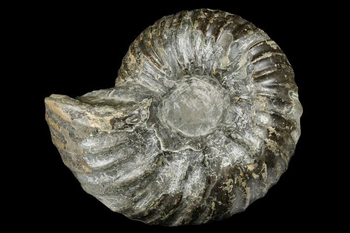 Ammonite (Eupachydiscus) Fossil - British Columbia #180825